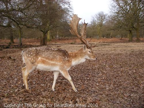 dunhammassey (14)